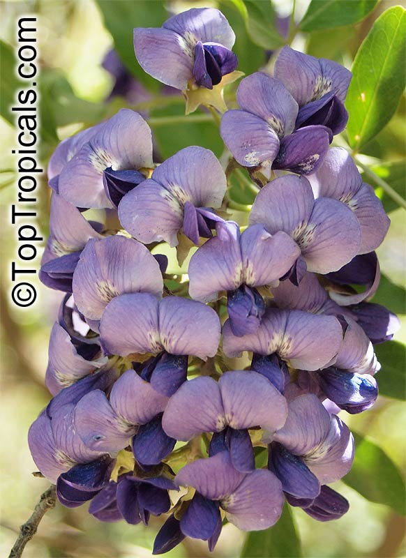 Sophora secundiflora, Texas Mountain-Laurel