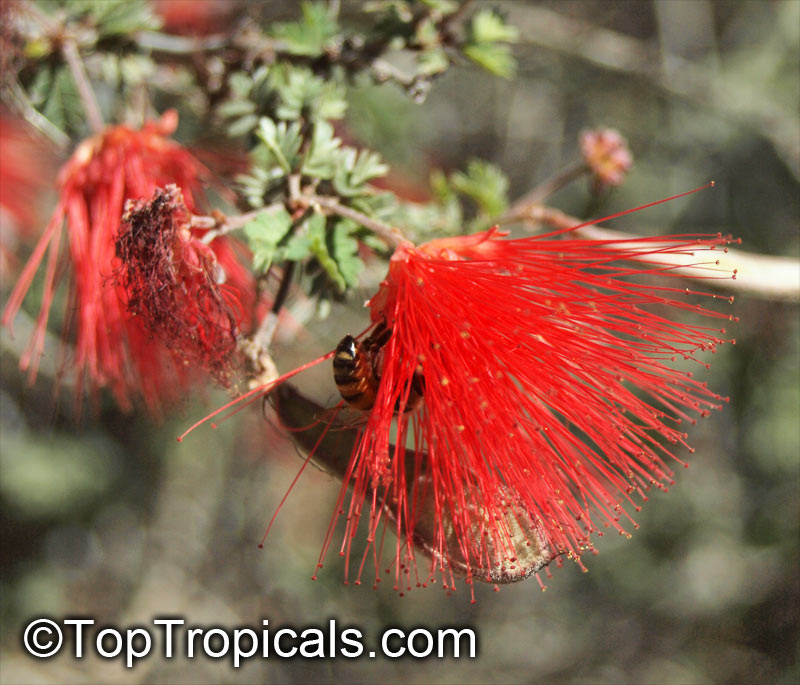 Calliandra californica, Baja Fairy Duster