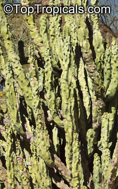 Lophocereus schottii monstrosus, Totem Pole Cactus