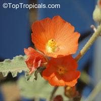 Sphaeralcea ambigua, Desert Globemallow, Apricot Mallow

Click to see full-size image