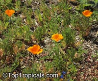 Eschscholzia californica, California Poppy, Golden Poppy

Click to see full-size image