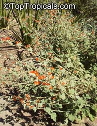 Sphaeralcea ambigua, Desert Globemallow, Apricot Mallow

Click to see full-size image