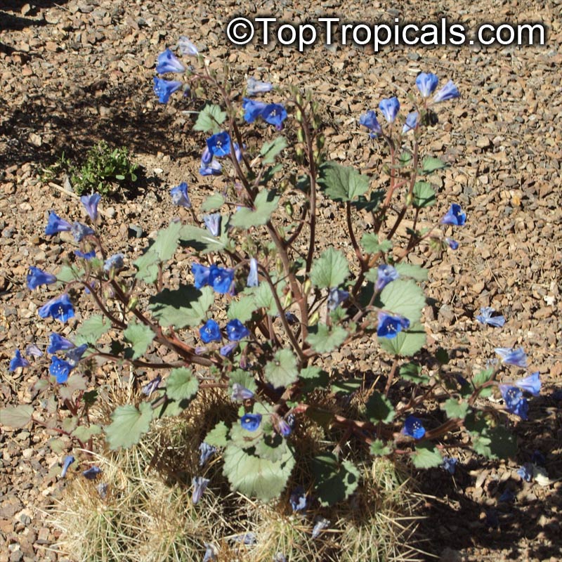 Phacelia campanularia, Desert Bells, Desert Bluebells, California Bluebell