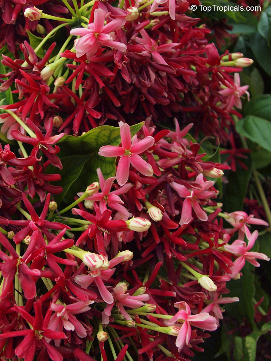 Piluki (Marathi: पिळुकी), Combretaceae (rangoon creeper fam…