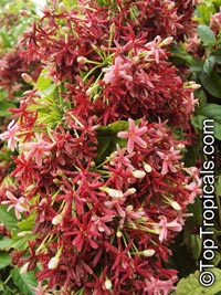 Combretum indicum, Quisqualis indica, Rangoon Creeper, Burma Creeper, Chinese Honeysuckle

Click to see full-size image