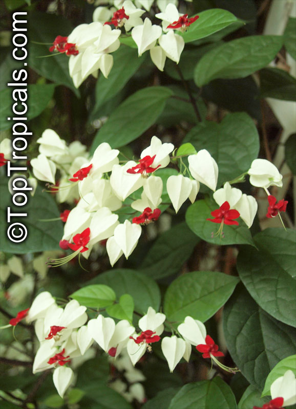 Clerodendrum thomsoniae, Bleeding heart, Glory bower, Clerodendron