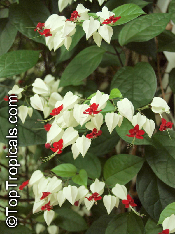Clerodendrum thomsoniae, Bleeding heart, Glory bower, Clerodendron