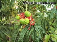 Jatropha multifida, Adenoropium multifidum, Jatropha Tree

Click to see full-size image