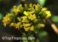 Psychotria capensis, Black Bird-Berry, Bird-Berry, Bastard Lemonwood, Lemon Bush

Click to see full-size image
