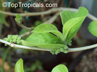 Vangueria infausta , Wild Medlar 

Click to see full-size image