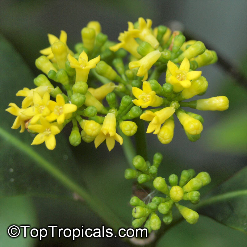 Psychotria capensis, Black Bird-Berry, Bird-Berry, Bastard Lemonwood, Lemon Bush