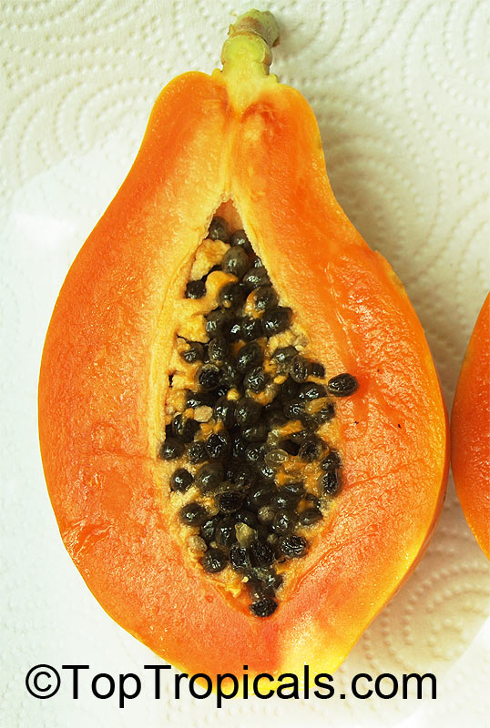 Carica papaya 15+ Non-GMO Fruit Tree Seeds in FROZEN SEED CAPSULES for the Gardener & Rare Seeds Collector Florida Red Royale Papaya Seeds Plant Seeds Now or Save Seeds for Years 