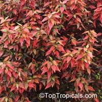 Acalypha Inferno - Flame Copper Leaf

Click to see full-size image
