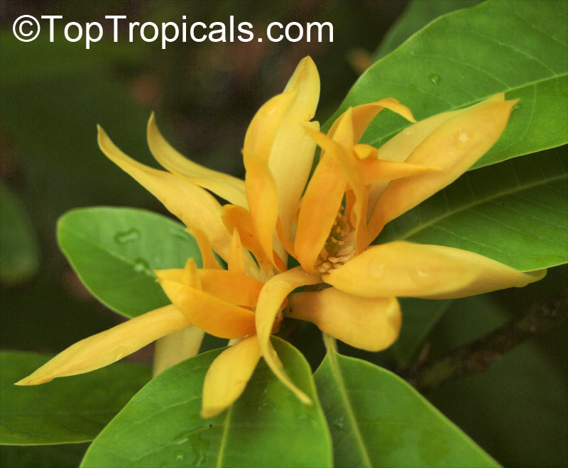 Magnolia champaca, Michelia champaca, Joy Perfume Tree, Huang Yu Lan, Safa