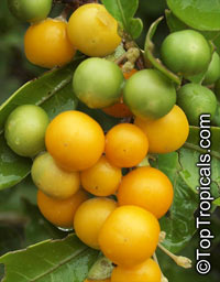 Solanum diphyllum, Twoleaf nightshade

Click to see full-size image