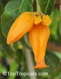 Juanulloa aurantiaca, Juanulloa mexicana, Gold Finger Plant, Mexican Spoon Flower

Click to see full-size image