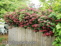Clerodendrum speciosum, Clerodendrum delectum, Bleeding heart, Clerodendron

Click to see full-size image