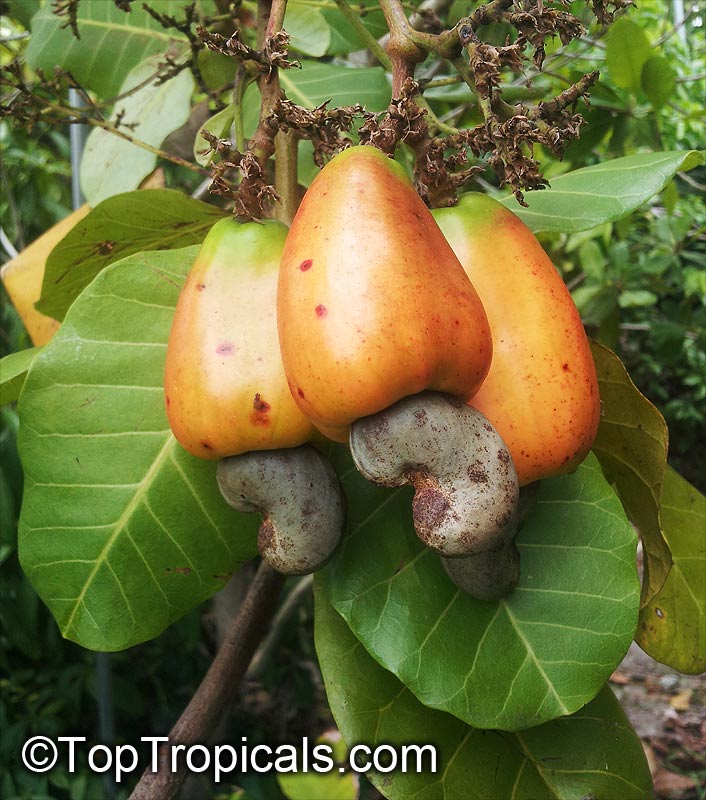 5 Graines Anacardium occidentale Cashew Nut Apple tree fresh seeds 