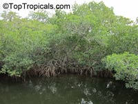 Rhizophora mangle, Red Mangrove

Click to see full-size image