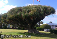Dracaena draco, Dragon Tree 

Click to see full-size image