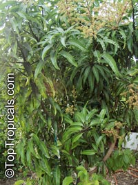 Mangifera indica, Mango

Click to see full-size image