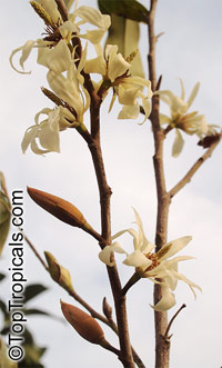 Magnolia floribunda, Michelia floribunda, Magnolia compressa, Magnolia

Click to see full-size image