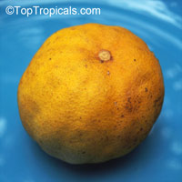Citrus limetta, Sweet Lime, Sweet Lemon

Click to see full-size image