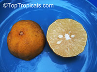 Citrus limetta, Sweet Lime, Sweet Lemon

Click to see full-size image