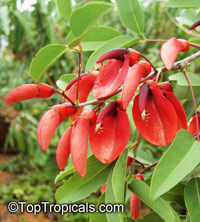 Erythrina crista galli, Erythrina laurifolia, Cry Baby Tree, Cockspur Coral Tree, Cock's Comb Coral Tree

Click to see full-size image