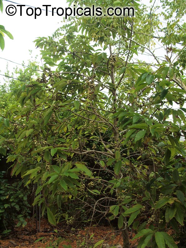 Magnolia champaca, Michelia champaca, Joy Perfume Tree, Huang Yu Lan, Safa