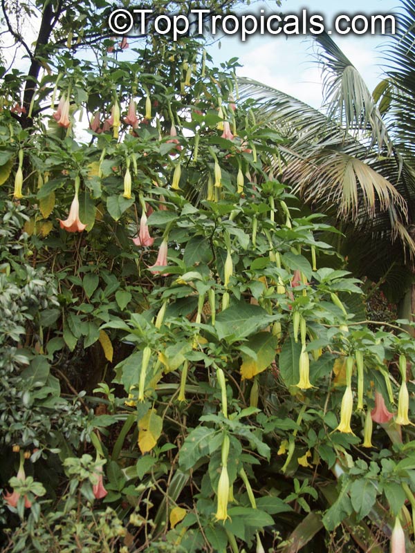 ANGEL'S TRUMPETS MIX Datura brugmansia Tropical woody shrub 6 SEEDS