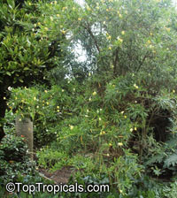 Brunfelsia densifolia, Serpentine Hill rain tree

Click to see full-size image