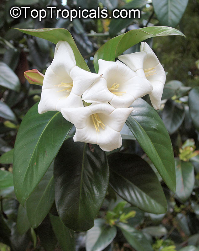 Portlandia albiflora, White Horse Flower, Tree Lily