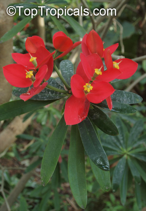 Euphorbia punicea, Jamaican Poinsettia