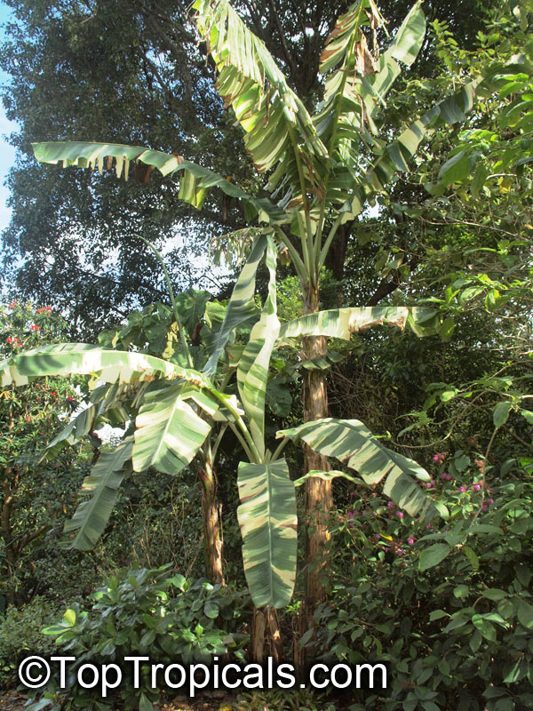 Musa x paradisiaca Ae Ae, Royal Variegated Banana, Variegated Hawaiian Banana, Sacred Banana, Ae Ae Hybrid Plantain Banana