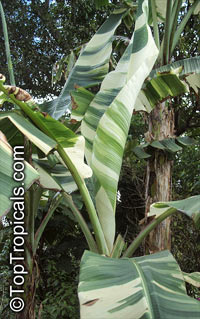 Musa x paradisiaca Ae Ae, Royal Variegated Banana, Variegated Hawaiian Banana, Sacred Banana, Ae Ae Hybrid Plantain Banana

Click to see full-size image