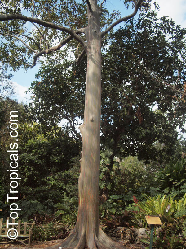 Eucalyptus deglupta , Rainbow Eucalyptus, Mindanao Gum, Rainbow Gum