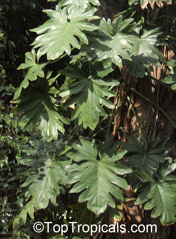 Philodendron sp., Guacamayo, Papaya de Monte. Philodendron lacerum