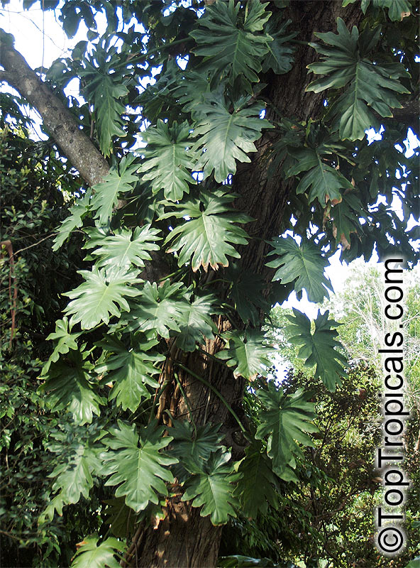 Philodendron sp., Guacamayo, Papaya de Monte