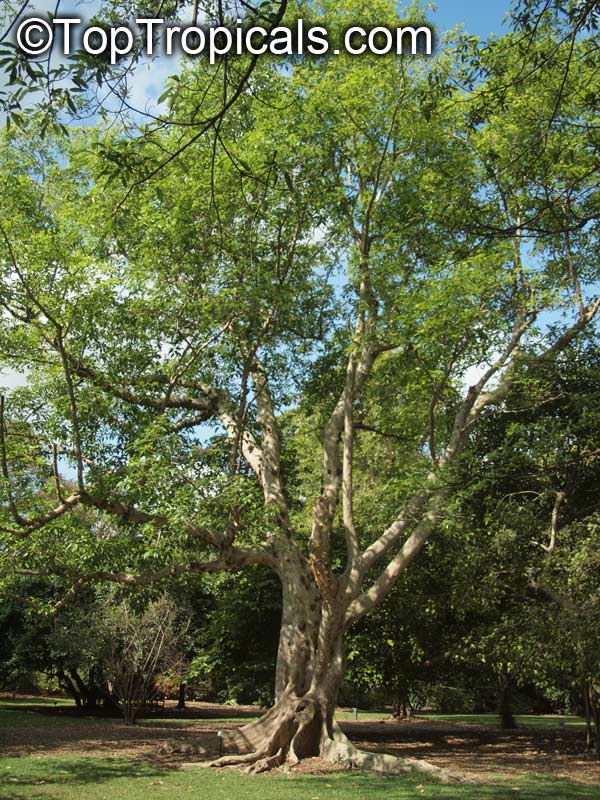 Ficus racemosa, Ficus glomerata, Cluster Fig, Gular