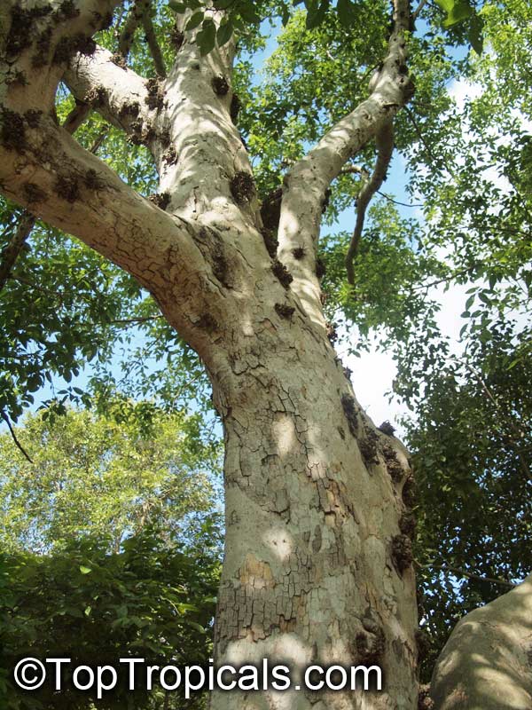 Ficus racemosa, Ficus glomerata, Cluster Fig, Gular