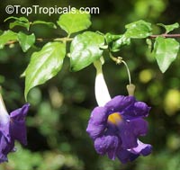 Thunbergia erecta, King&apos;s Mantle, Bush Clock Vine