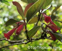 Portlandia coccinea, Pink Bell Flower, Tree Lily

Click to see full-size image