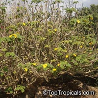 Uncarina grandidieri, Harpagophytum grandidieri, Mouse trap tree, Succulent Sesame