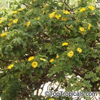 Uncarina grandidieri, Harpagophytum grandidieri, Mouse trap tree, Succulent Sesame