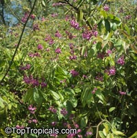 Securidaca diversifolia, Elsota diversifolia, Easter Flower

Click to see full-size image