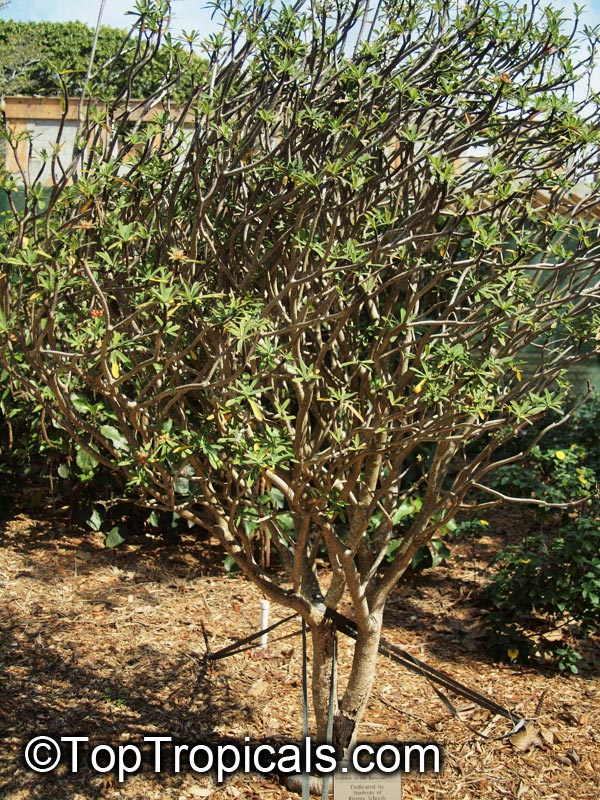 Euphorbia gymnonota, Milkweed