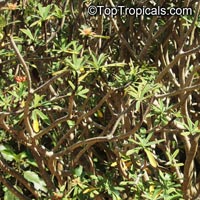 Euphorbia gymnonota, Milkweed

Click to see full-size image