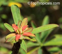 Euphorbia gymnonota, Milkweed

Click to see full-size image