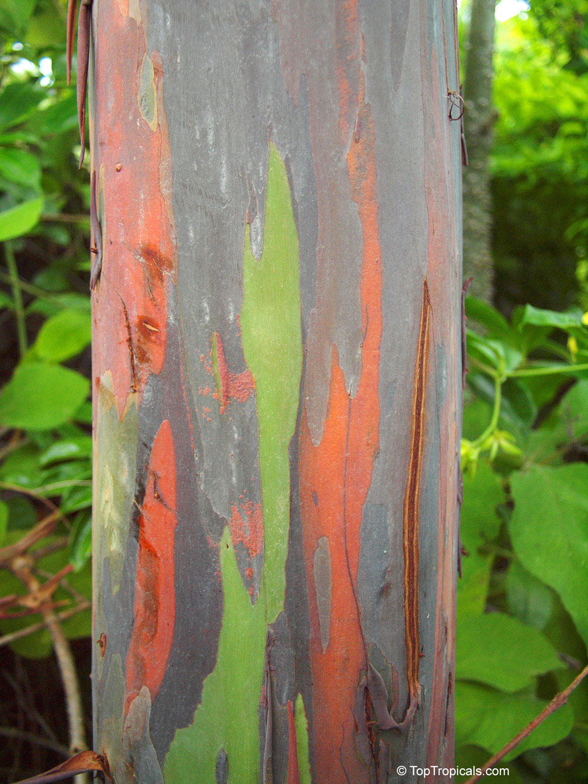Eucalyptus deglupta, Rainbow Eucalyptus, Mindanao Gum, Rainbow Gum Eucalyptus deglupta, Rainbow Eucalyptus, Mindanao Gum, Rainbow Gum